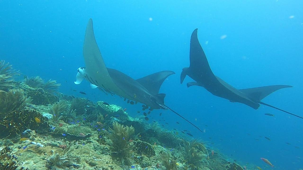 Tabari Dive Lodge Pulau Mansuar Exterior foto