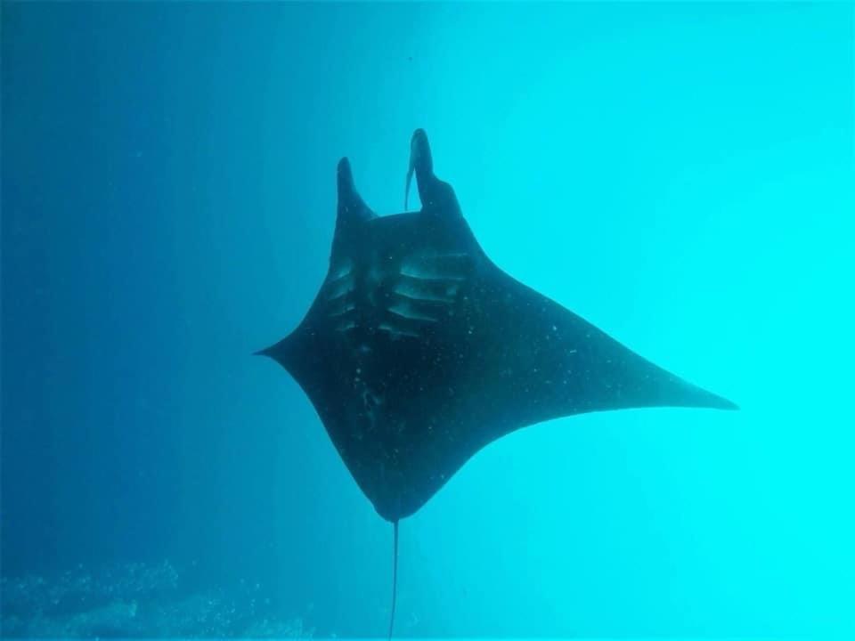 Tabari Dive Lodge Pulau Mansuar Exterior foto