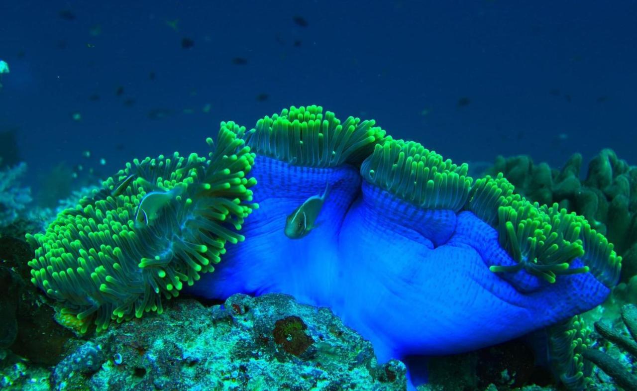 Tabari Dive Lodge Pulau Mansuar Exterior foto