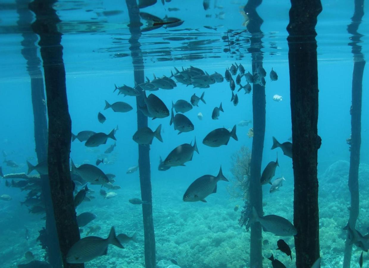 Tabari Dive Lodge Pulau Mansuar Exterior foto