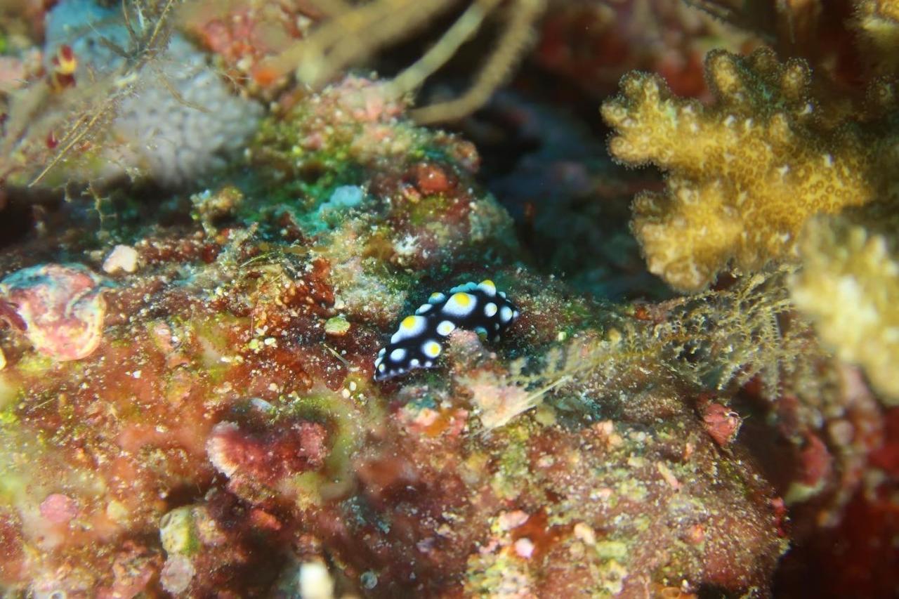 Tabari Dive Lodge Pulau Mansuar Exterior foto